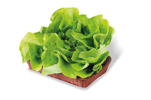 Lechuga Mantecosa en Bolsa 1 unidad